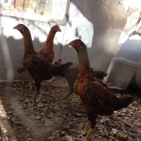 مرغ لاری تخم گذار سه عدد مینودشت