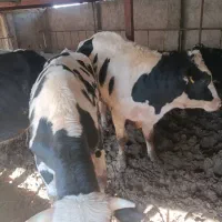 گوساله نر|حیوانات مزرعه|نظرآباد, شهرک سید جمال الدین|دیوار