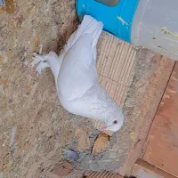 کبوتر پر سفید و سبز