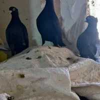 کبوتر بوشهری