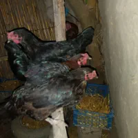 مرغ محلی وخروس لاری|حیوانات مزرعه|مزرعه کتول, |دیوار