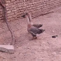 فروش یک جفت قوقاز اصل