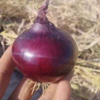 بذر پیاز قرمز