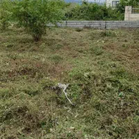 زمین ۵۴۱ متری/سند شش دانگ/پروانه ساخت دارد/نشتارود|فروش زمین و ملک کلنگی|نشتارود, |دیوار