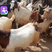 50راس بز آبستن سنگین نزدیک زایش