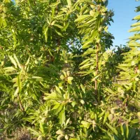 باغ|فروش زمین و ملک کلنگی|تیران, |دیوار