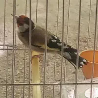 سهره سر سیا|پرنده|شیراز, دکتر حسابی|دیوار