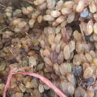 کشمش اشغار و شیره انگور درجه یک|خوردنی و آشامیدنی|شیروان (خراسان), |دیوار