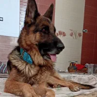 ژرمن نر نوکلاسیک اصل