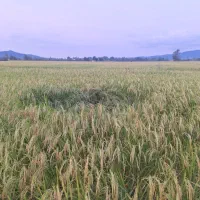 برنج نیم دانه هاشمی