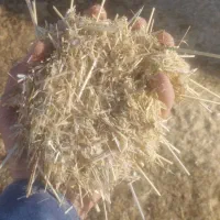 کاه نرم و درجه یک گوسفندی|حیوانات مزرعه|آمل, |دیوار