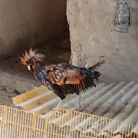 مرغ و خروس|حیوانات مزرعه|اهواز, غیزانیه|دیوار