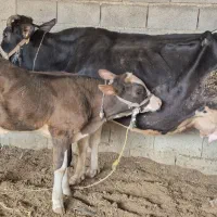 گاگوساله نر|حیوانات مزرعه|مسجد سلیمان, |دیوار