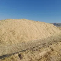کاه گندم  دیم نرم وریز