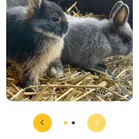 حدود 10 عدد بچه خرگوش