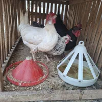 مرغ جوان و یک جفت بلدرچین