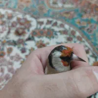 سهره رسمی دورگ