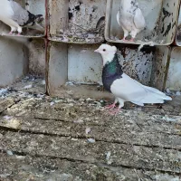 کبوتر طوقی|پرنده|گتوند, |دیوار