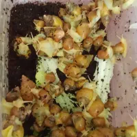 حلزون پرورشی|خزنده|تبریز, |دیوار