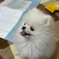 سگ پامرانین خوش فیس