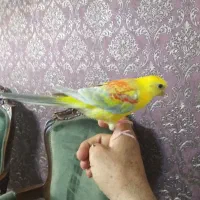 طوطی آواز خوان نر سه ماهه|پرنده|تهران, تاکسیرانی|دیوار