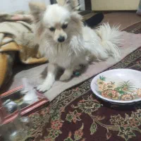 سگ پا کوتاه پامرین