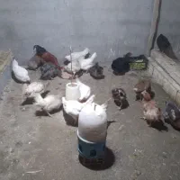 مرغ تخم گذار