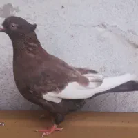 کبوتر  سینه تافته ای نروماده|پرنده|شیراز, حافظیه|دیوار
