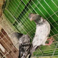 کبوتر کمانگر|پرنده|میناب, |دیوار