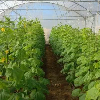 گلخانه مقیاس کوچک|مصالح و تجهیزات ساختمان|ارسنجان, |دیوار