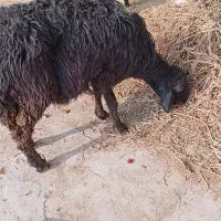 بره بره‌شیری میش بز بزغاله