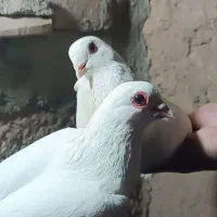 فروش چند عدد کبوتر 2عدد لوتی قرمز قوز ها