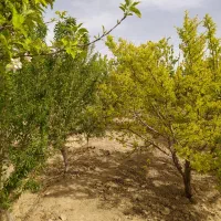 باغ ویلا درجه۱|فروش خانه و ویلا|فلاورجان, |دیوار