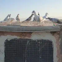 کبوتر پرشی
