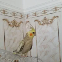 عروس هلندی