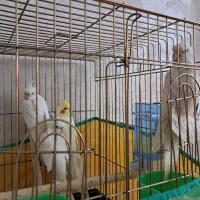 باسلام ۴ تا عروس هلندی ۳ ماهه