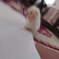 سگگ