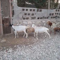 بره وکهره نر