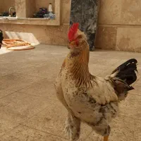 فروش شاه خروس بالغ و بزرگ