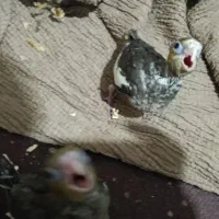 دو عدد جوجه عروس هلندی سرلاکی