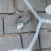 ۶ عدد ماده طوقی ودم سفید|پرنده|ابرکوه, |دیوار