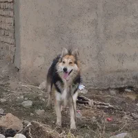 سگ ژرمن