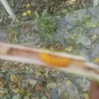 تشخیص وعیبیابی ومریضی گل وگیاه باغبانی وسمپاشی|خدمات باغبانی و درختکاری|تهران, نیاوران|دیوار