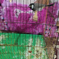 قناری عربی|پرنده|خرمشهر, |دیوار