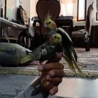 عروس هلندی|پرنده|قم, کلهری|دیوار