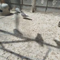 دونر درجه یک وجون