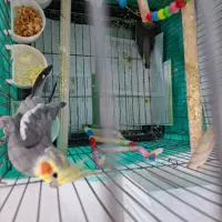 عروس هلندی|پرنده|صحنه, |دیوار