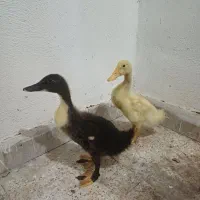 اردک
