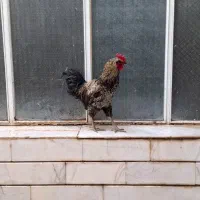 خروس های سالم و درشت - نژاد جهادی و گلپایگانی|حیوانات مزرعه|خمینیشهر, |دیوار