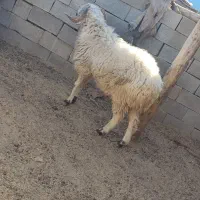 فروش قوچ بذری